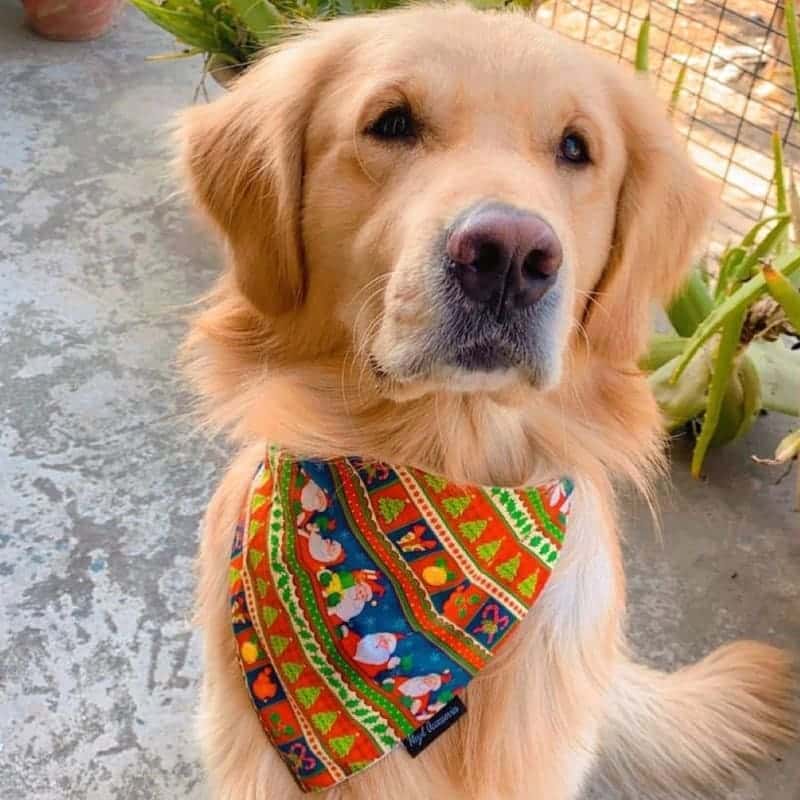@sparkey_the_golden_retriever