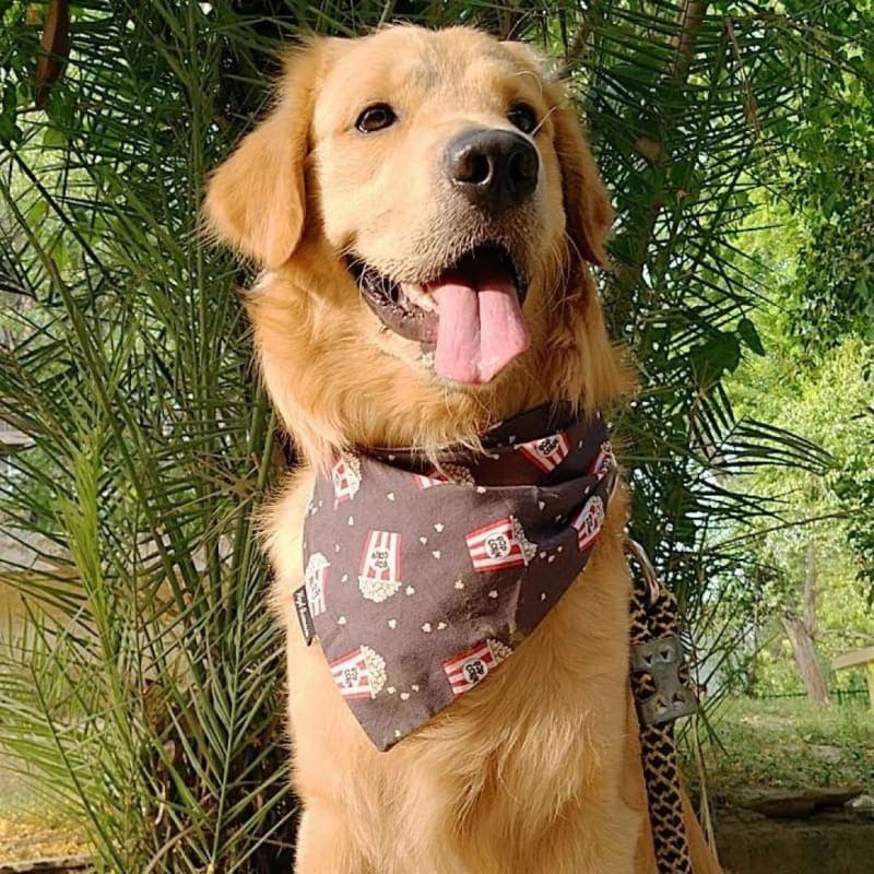 @bruno_the.golden.boy_