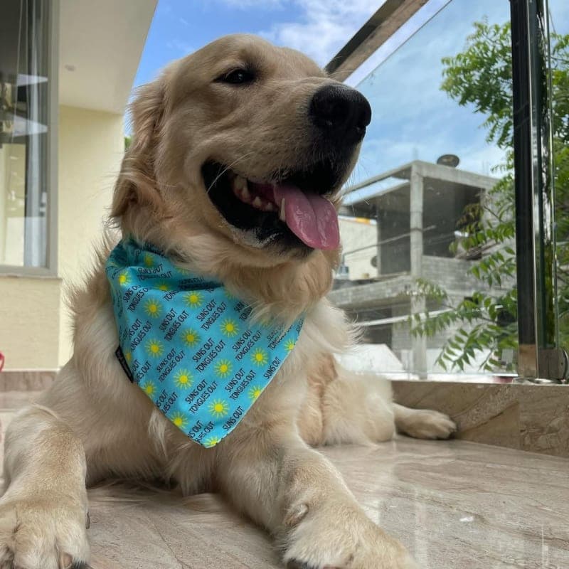 @the_pooch_patisserie