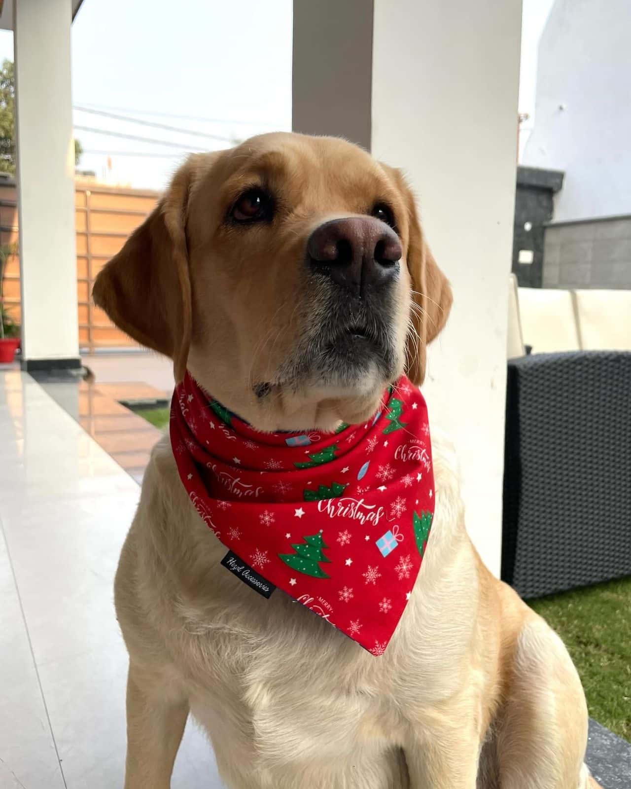 Happy puppy with accessories