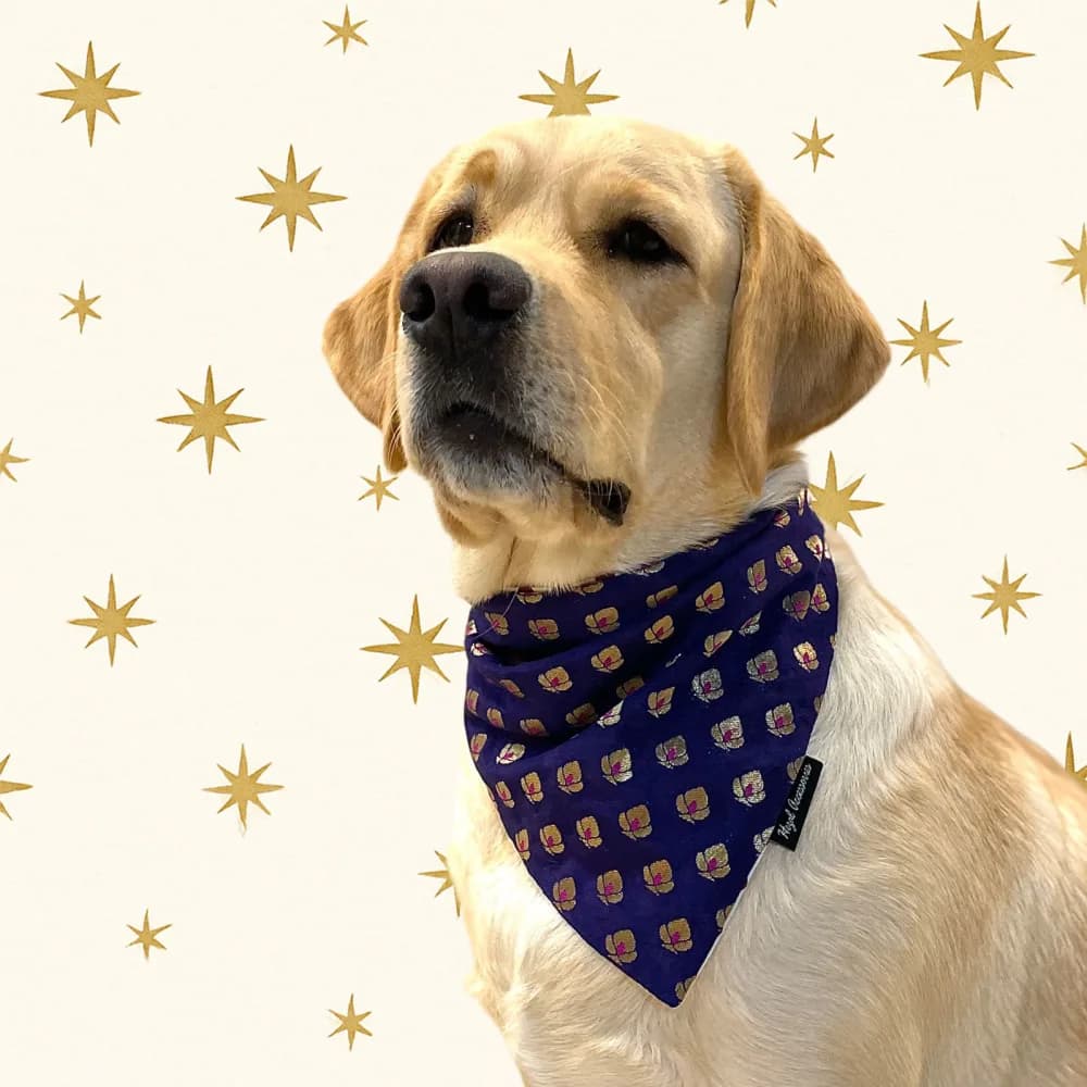 Unique Festive Collection for pets