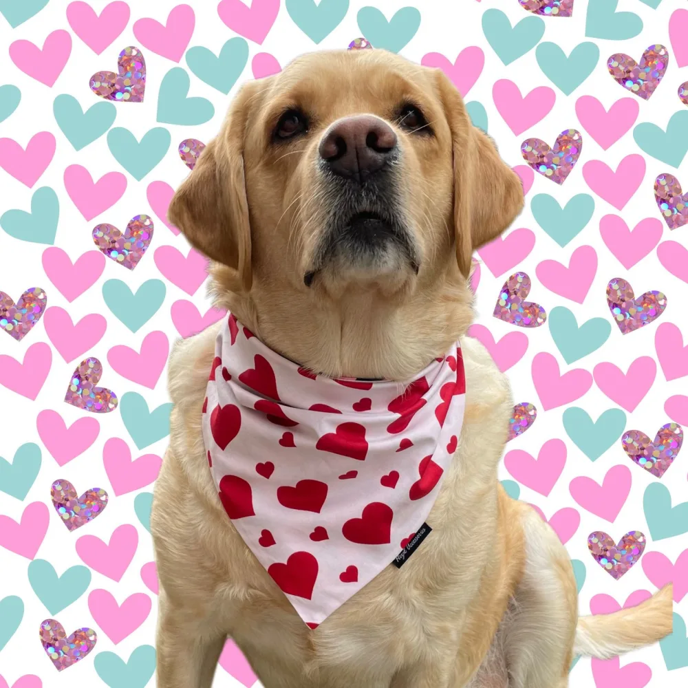 Unique Valentines Collection for pets