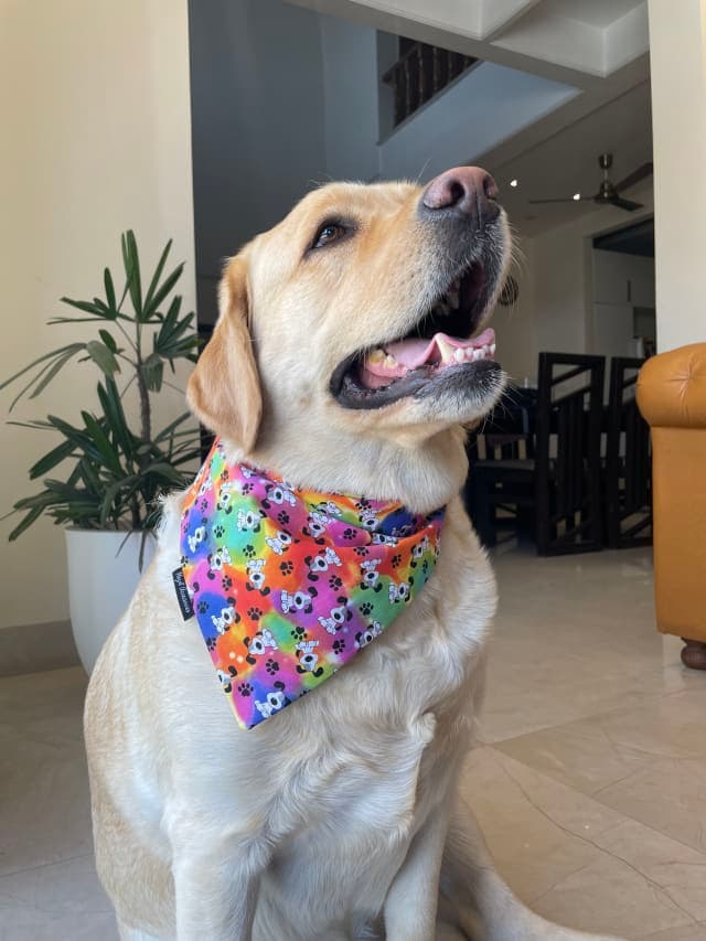 Pawsitive Vibes tie on Bandana