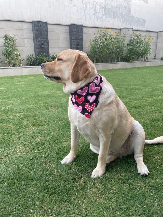 Midnight Hearts tie on Bandana
